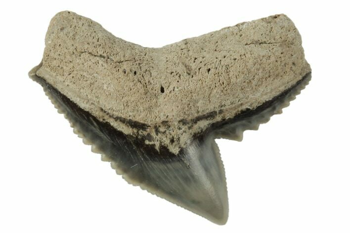 Fossil Tiger Shark (Galeocerdo) Tooth - Aurora, NC #195038